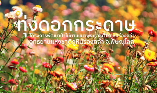 Cover ทุ่งดอกกระดาษ บานสะพรั่งที่ภูหิร่องกล้า จ.พิษณุโลก...