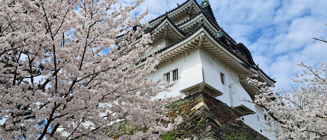 cover Wakayama Jo Sakura Matsuri, ชมซากุระที่ปราสาทวากะยามะ
