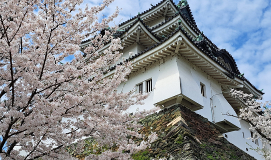 Cover Wakayama Jo Sakura Matsuri, ชมซากุระที่ปราสาทวากะยามะ...