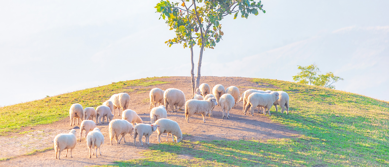 cover เที่ยวดอยช้าง ถ่ายรูปแกะที่ "อาข่าฟาร์มวิว" จังหวัดเชียงราย