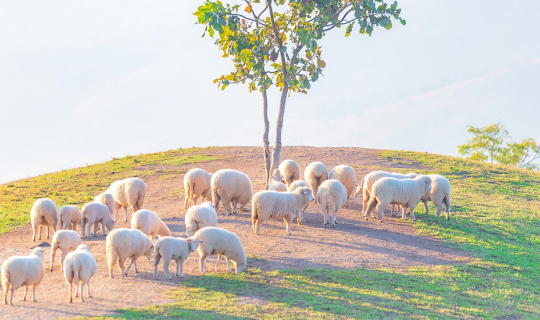 cover เที่ยวดอยช้าง ถ่ายรูปแกะที่ "อาข่าฟาร์มวิว" จังหวัดเชียงราย
