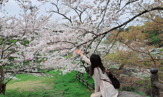 Cover Haru Wakayama : Negoroji - Iwade โลกพิงค์ ๆ ที่เนโกโระ - อิวาเดะ...