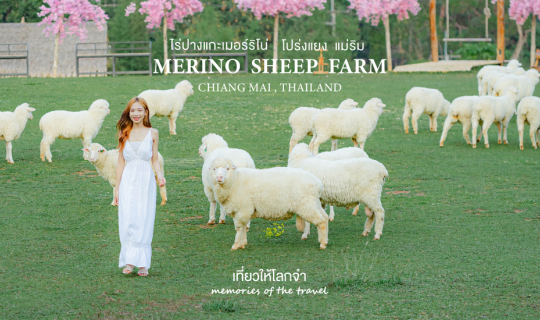Cover ฟาร์มแกะเปิดใหม่ทางขึ้นม่อนแจ่ม (ไร่ปางแกะเมอร์ริโน่) โปร่งแยง แม่ริ...