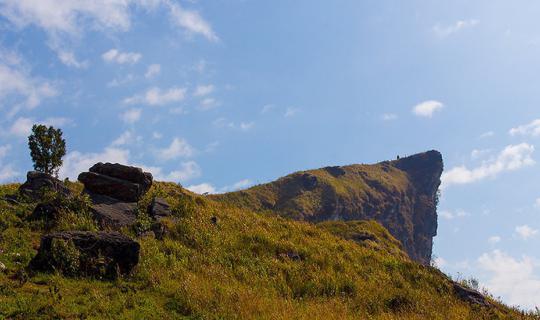 cover Spectacular view of the blooming Siao Flower  at Doi Pha Tang – Phu Chee Fah in Chiangrai.