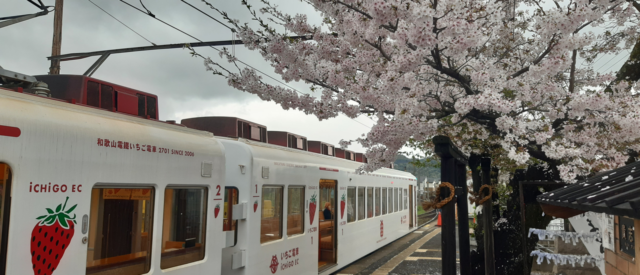 cover Wakayama รถไฟสตอร์เบอร์รี่ รถไฟทามะ