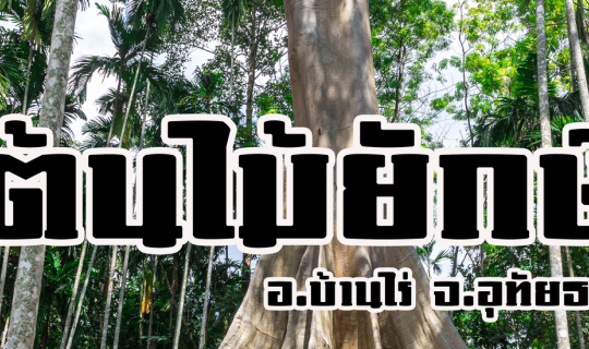 Cover ต้นไม้ยักษ์ บ้านสะนำ (จ.อุทัยธานี)...
