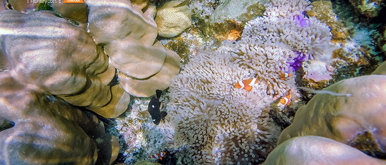 cover Little kids Chill Out @Surin Islands Snorkeling to see Nemo for the first time in their lives