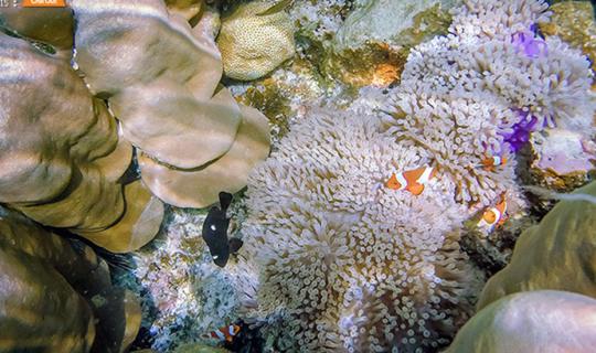 Cover Little kids Chill Out @Surin Islands Snorkeling to see Nemo for the ...