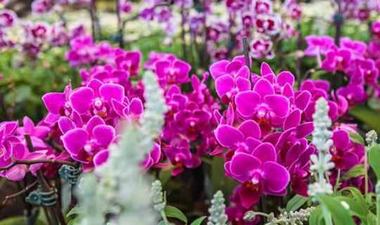 Cover Tiny Kids Chill Out @Dasada Gallery and Resort: When The Flowers Say...