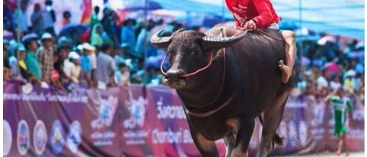 cover Uncle Fatty Eats and Travels 2014: Falling in Love with Thailand with TAT
11111...Buffalo Running Tradition, Chonburi 2014...11111
@ Chonburi Province
