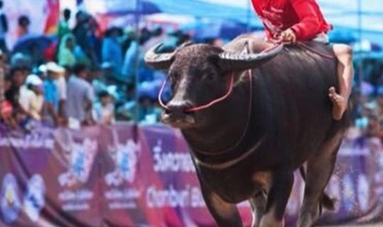 cover Uncle Fatty Eats and Travels 2014: Falling in Love with Thailand with TAT
11111...Buffalo Running Tradition, Chonburi 2014...11111
@ Chonburi Province