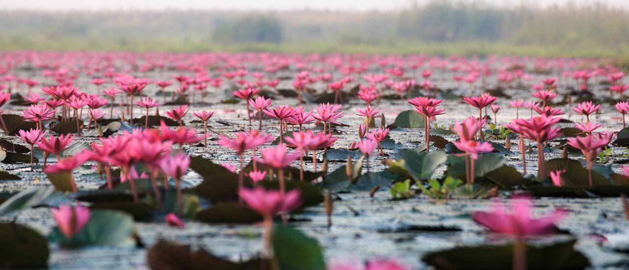 cover [Bag Pack by NaiSoop] Cruise to see the red lotus, ride an e-taek up the mountain, and watch the sea of mist with a trip to Udon Thani - Nong Khai 2 days 2 nights.