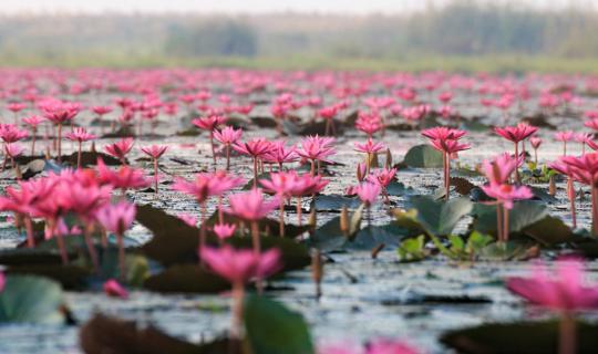 cover [Bag Pack by NaiSoop] Cruise to see the red lotus, ride an e-taek up the mountain, and watch the sea of mist with a trip to Udon Thani - Nong Khai 2 days 2 nights.