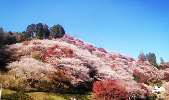 cover A Different Kind of Beauty - Changing Seasons, Changing Leaves (OBARA Vs. Nagoya Castle)