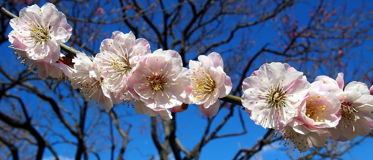 cover Before the cherry blossoms bloom, there is the "Plum Blossom Viewing Festival" with over 100 varieties and 3,000 trees @ 1 of the 3 most beautiful gardens in "Japan".