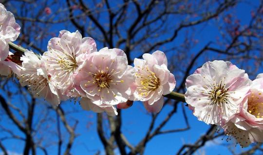 cover Before the cherry blossoms bloom, there is the "Plum Blossom Viewing Festival" with over 100 varieties and 3,000 trees @ 1 of the 3 most beautiful gardens in "Japan".