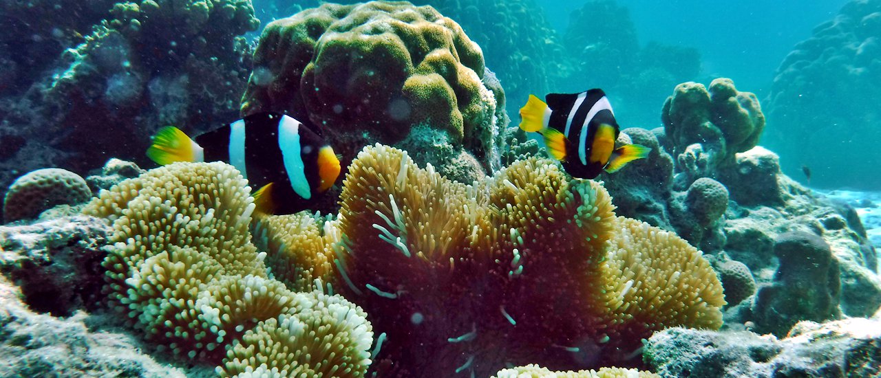 cover Underwater Photography and Videography in the Surin Islands with the Fujifilm FinePix XP80