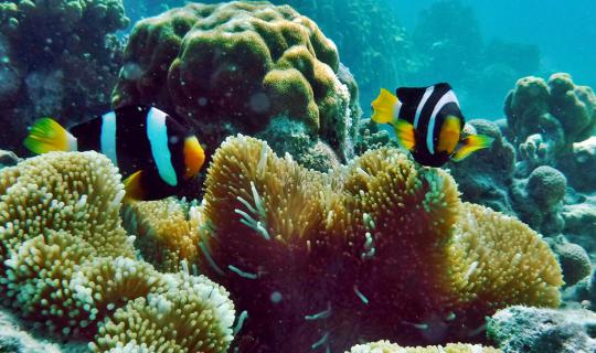 cover Underwater Photography and Videography in the Surin Islands with the Fujifilm FinePix XP80