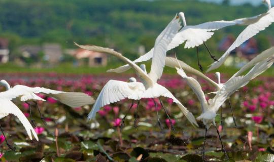 cover ปากประ ทะเลน้อย บัวแดง