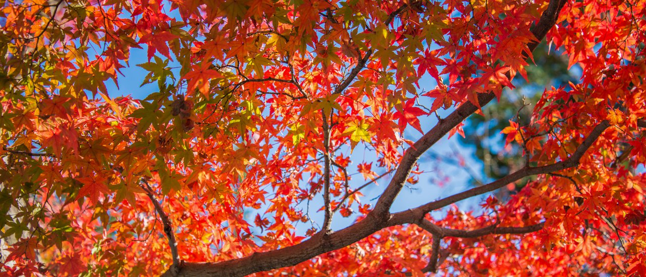 cover Chase the red leaves, delicious restaurants, and beautiful photography techniques in Kyoto to your heart's content.