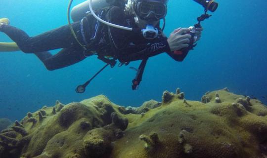 Cover ☆*:.| LET'S GO DIVING | Diving in the Gulf of Thailand, just near th...