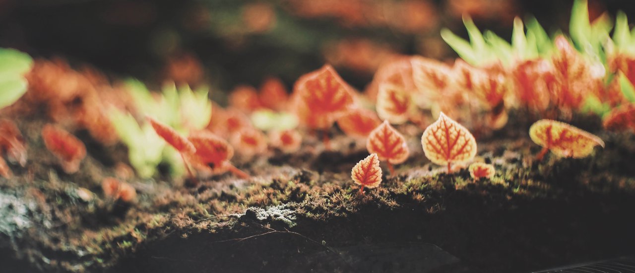 cover Begonia at Phu Hin Rong Kla National Park