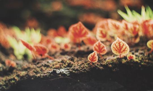 Cover Begonia at Phu Hin Rong Kla National Park...