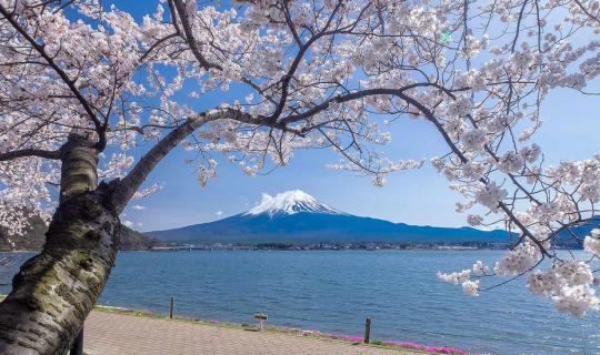 cover Top 5 Popular Souvenirs from Japan and Techniques for Buying Souvenirs Without Making the Other Person Feel Uncomfortable!!