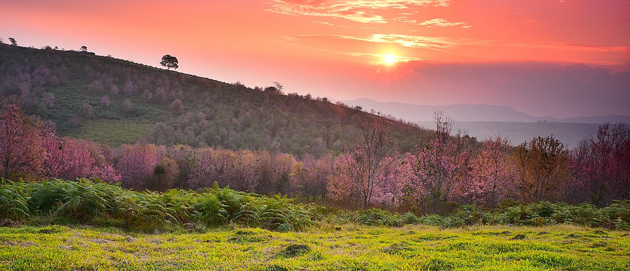 cover When the mountains turn pink at "Phu Lom Lo"