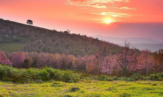 Cover When the mountains turn pink at "Phu Lom Lo"...