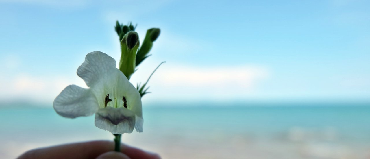 cover "In a day unlike any other, the crow's feet danced."