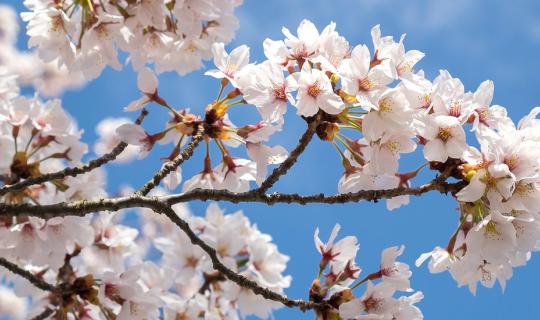 cover SAKURA VIEW POINT @KAWAGUCHIKO: A Place to Witness the Enchanting Bloom of Cherry Blossoms at Lake Kawaguchiko