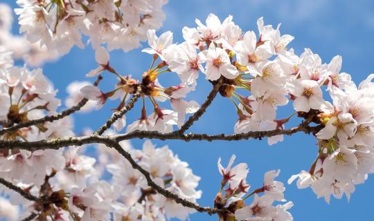 Cover SAKURA VIEW POINT @KAWAGUCHIKO: A Place to Witness the Enchanting Bl...