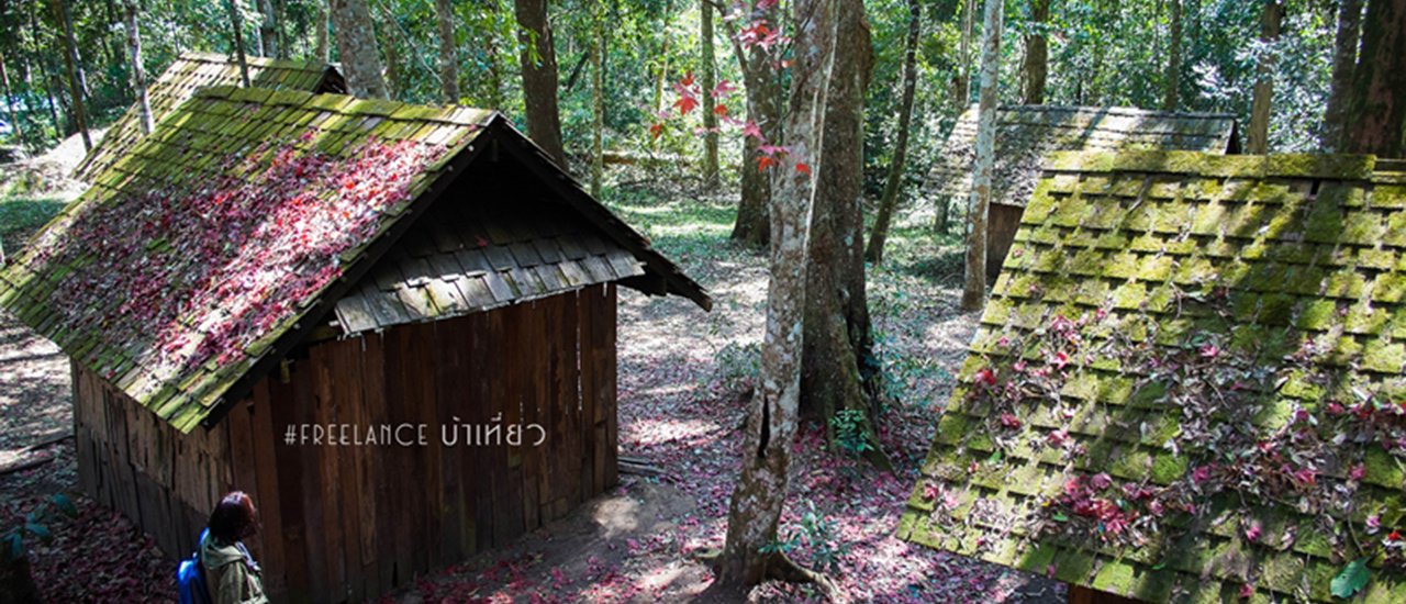 cover One-Day Trip: Witnessing the Maple Leaves Changing Color at Phu Hin Rong Kla National Park