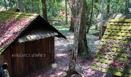 cover One-Day Trip: Witnessing the Maple Leaves Changing Color at Phu Hin Rong Kla National Park