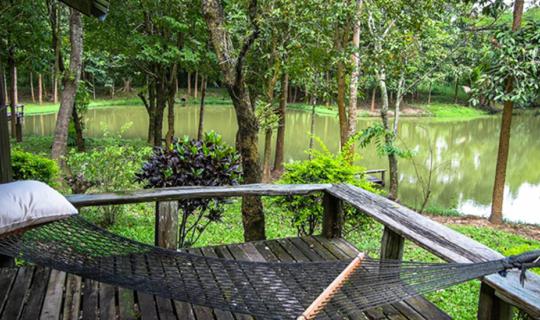 cover Leave our lungs here at "Chatchanat Woodland", a house in the big forest. Experience the scent of nature in Phu Ruea District.