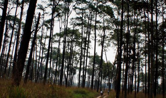 Cover Spinning through the forest: Route 13 Thung Salaeng Luang, Thung Nan...