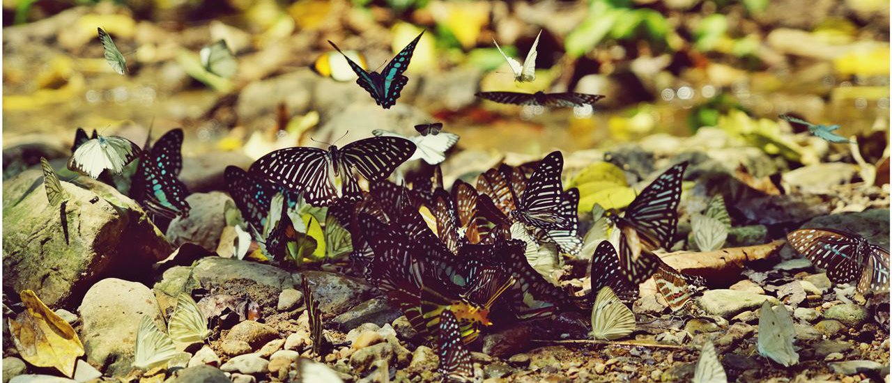 cover #Spotting Butterflies at Kaeng Krachan, Sleeping in a Floating Villa, and Visiting a Palm Garden in Phetchaburi