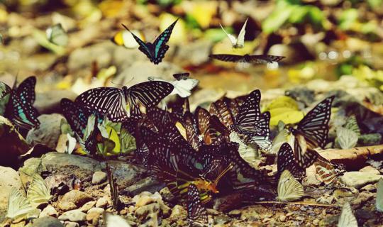 Cover #Spotting Butterflies at Kaeng Krachan, Sleeping in a Floating Villa...