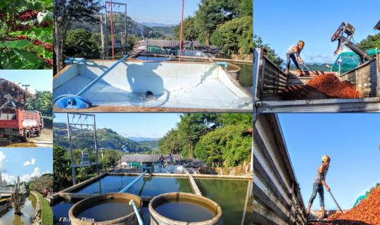 cover Sip Coffee, Share Smiles, Explore Chiang Rai: Visit Coffee Farms and Coffee Production Processes on Doi Chang, Stop by Tha Khi Lek, Choui Fong Tea Plantation with CP ALL