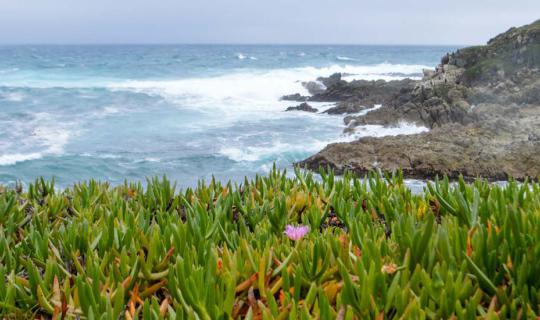 Cover The Most Beautiful Road in America ~ Along the Pacific Coast, Califo...