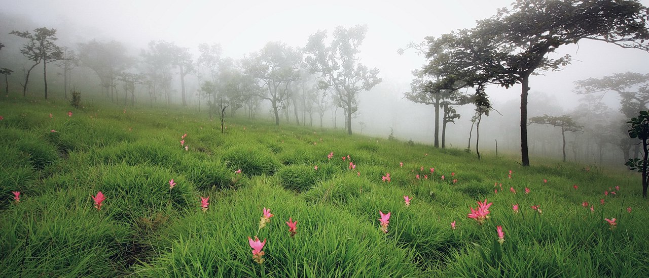 cover +++ Bossa Blossom Trip : ดอกกระเจียวบานแล้ว ... อยากไปไหมถามใจเธอดู +++