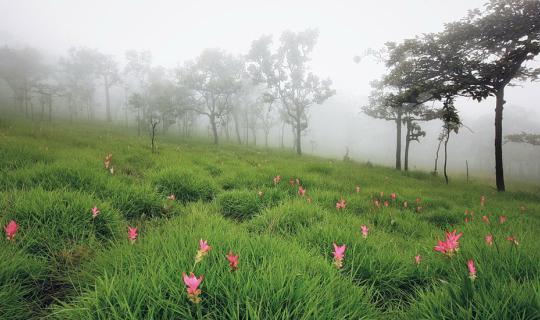 cover +++ Bossa Blossom Trip : ดอกกระเจียวบานแล้ว ... อยากไปไหมถามใจเธอดู +++