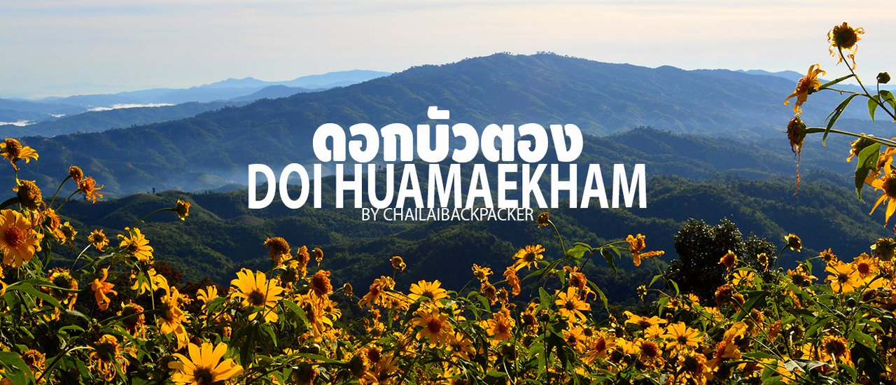 cover #GoldenBlossom :: Hitching a ride to Doi Mae Kham to see the "GoldenBlossom"