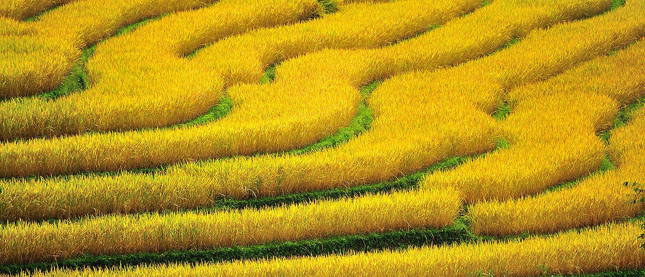 cover The Terraced Rice Fields of Mae Chaem