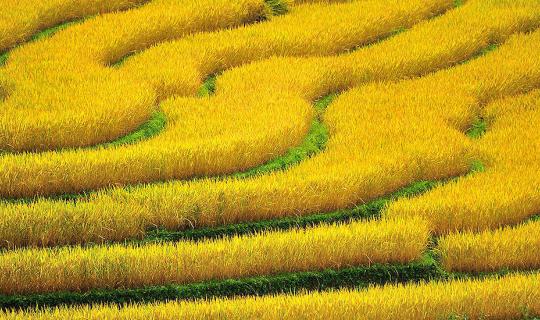 Cover The Terraced Rice Fields of Mae Chaem...