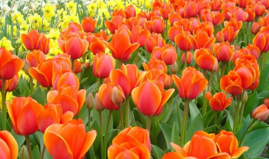 Cover Tulips Blossom at Keukenhof, Netherland...
