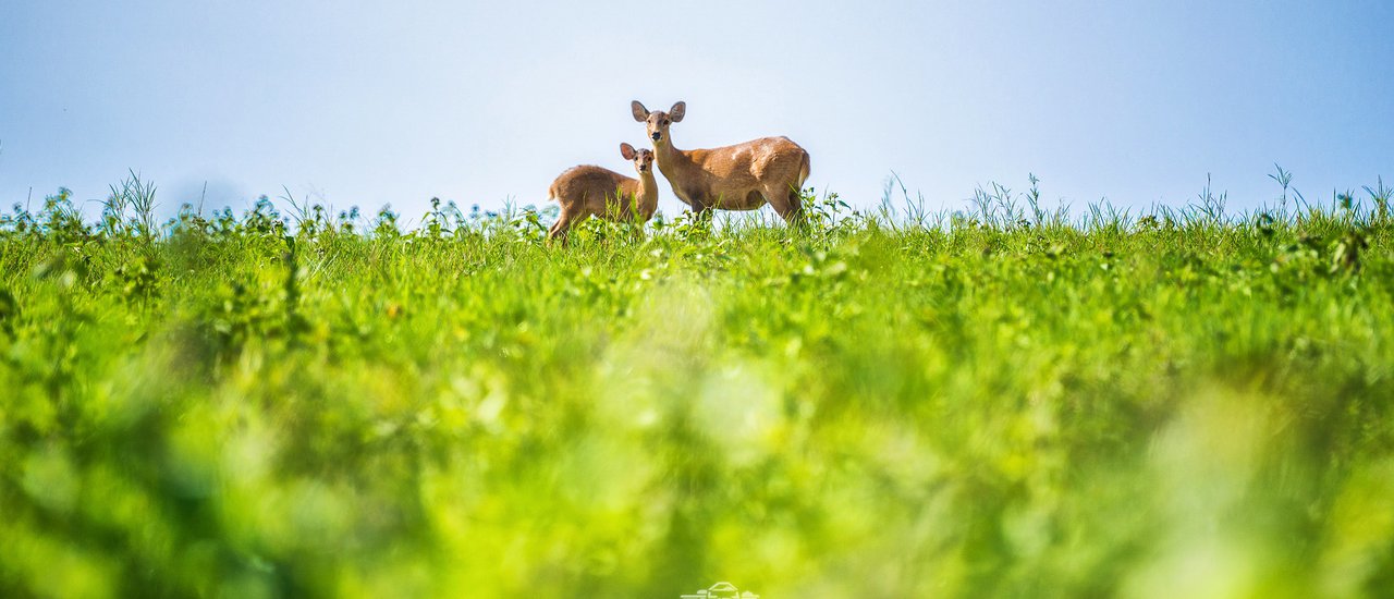 cover ENG: Chilled-out and Chic Trip at Phu Khieo Wildlife Sanctuary - Thung Kamang