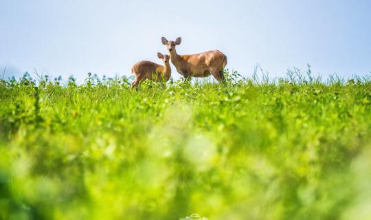 cover ENG: Chilled-out and Chic Trip at Phu Khieo Wildlife Sanctuary - Thung Kamang