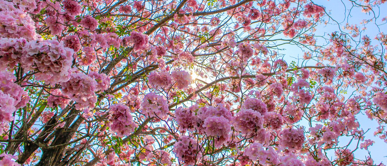 cover Following the trail of D R E A M...D E S T I N A T I O N S 2 Once upon a time...dreams blossomed The sweet pink trumpet vine tunnel